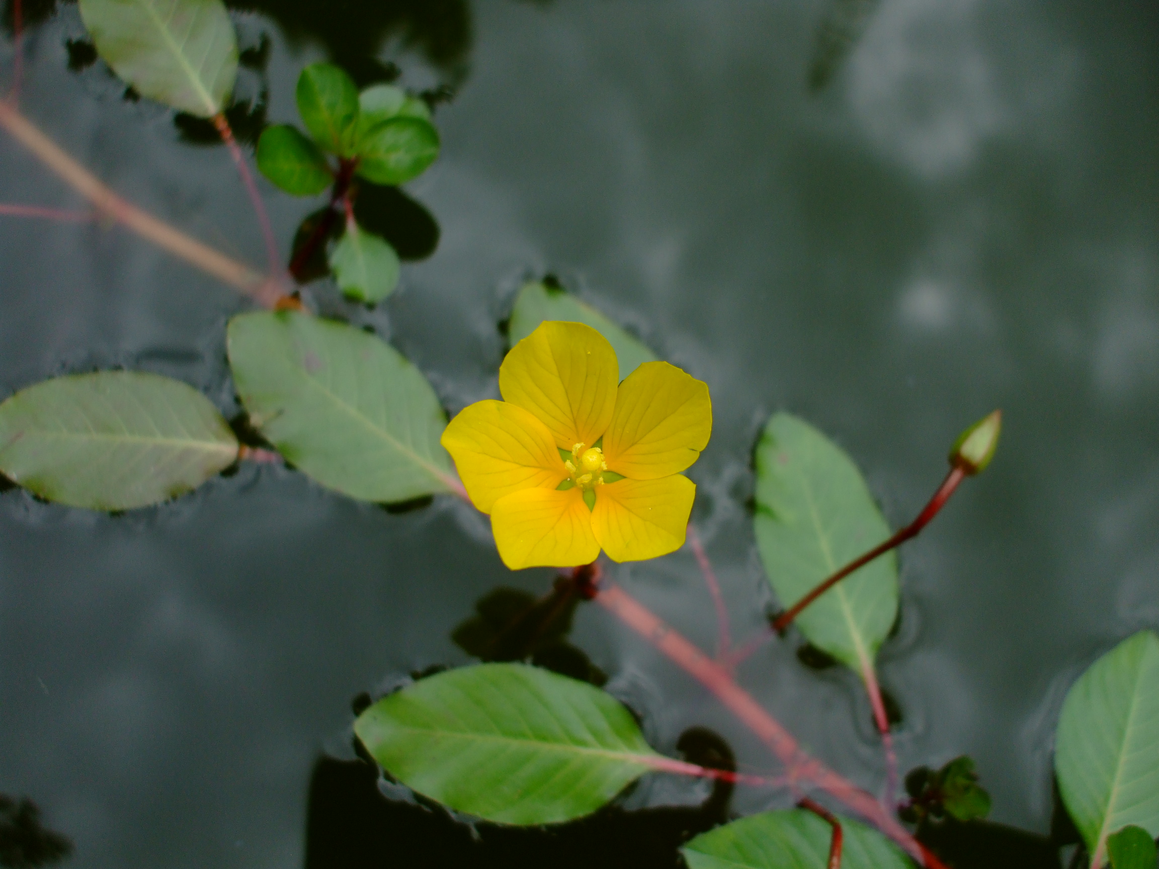 Ludwigia peploides